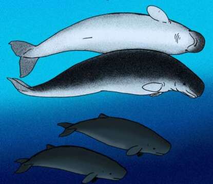 Image of pygmy and dwarf sperm whales