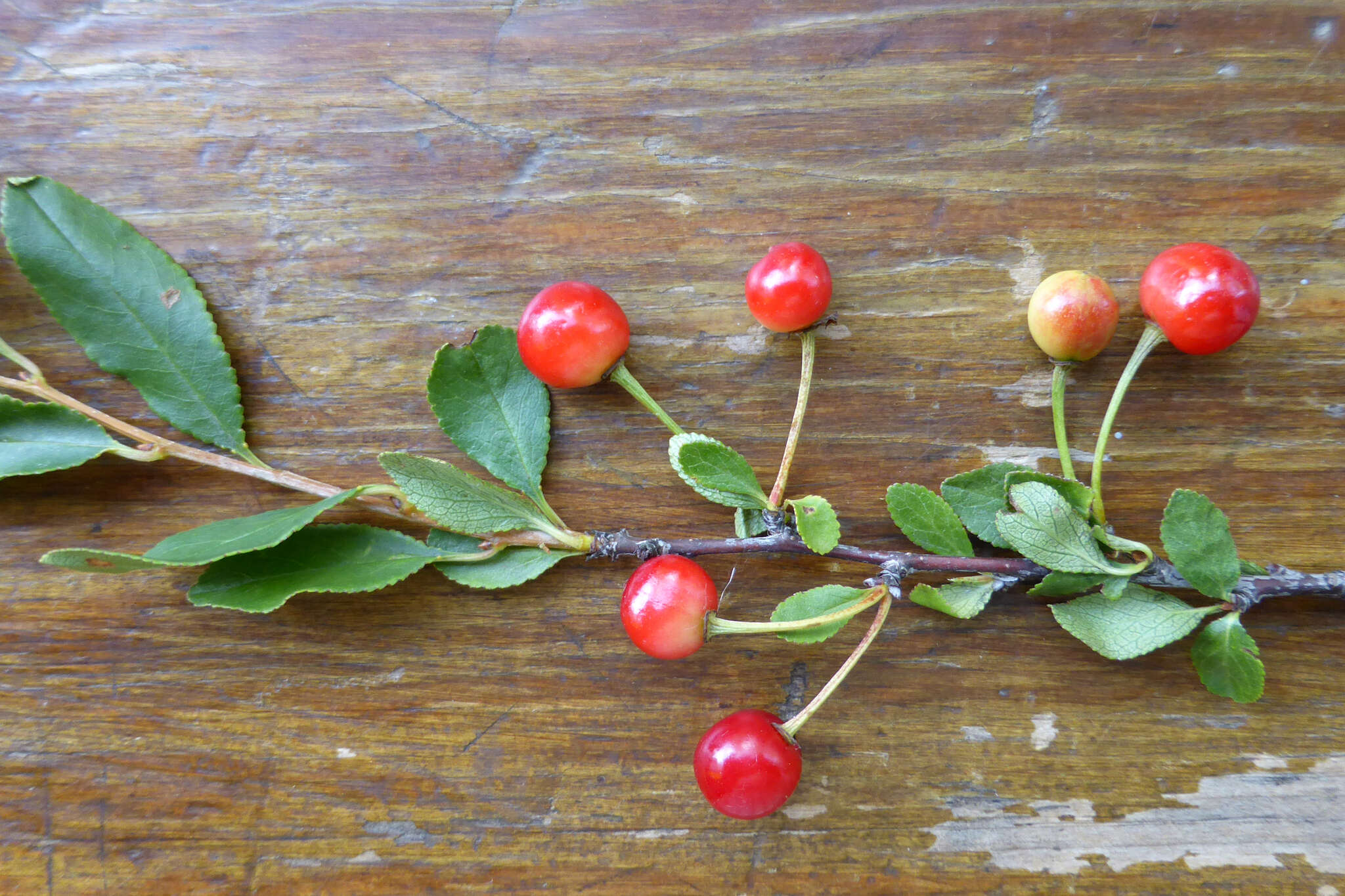 Imagem de Prunus fruticosa Pall.