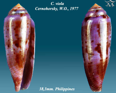 Image of violet cone