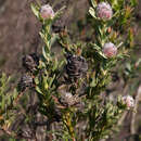 Image of Leucadendron brunioides var. flumenlupinum I. J. M. Williams