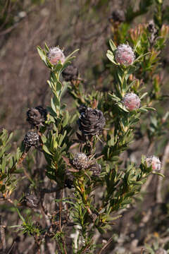 Imagem de Leucadendron brunioides var. flumenlupinum I. J. M. Williams