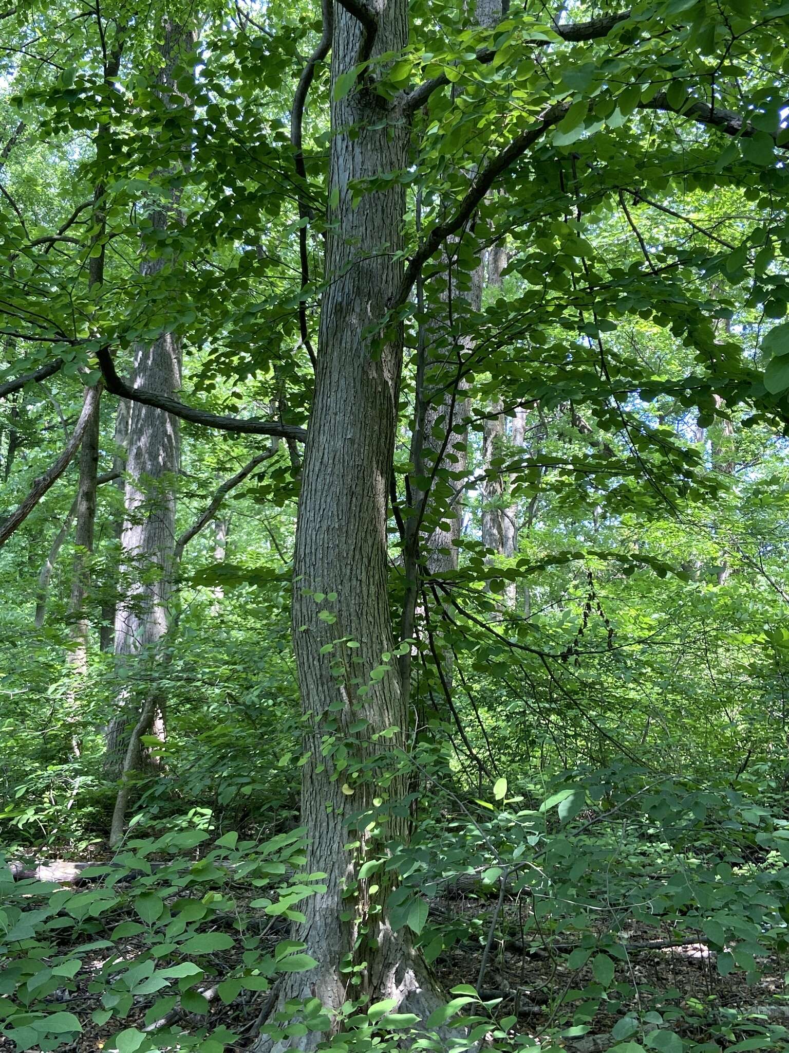 Image of katsura tree family