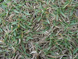 Image of Manila grass