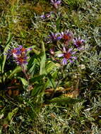 Image of thickstem aster