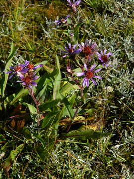 Eurybia integrifolia (Nutt.) G. L. Nesom resmi