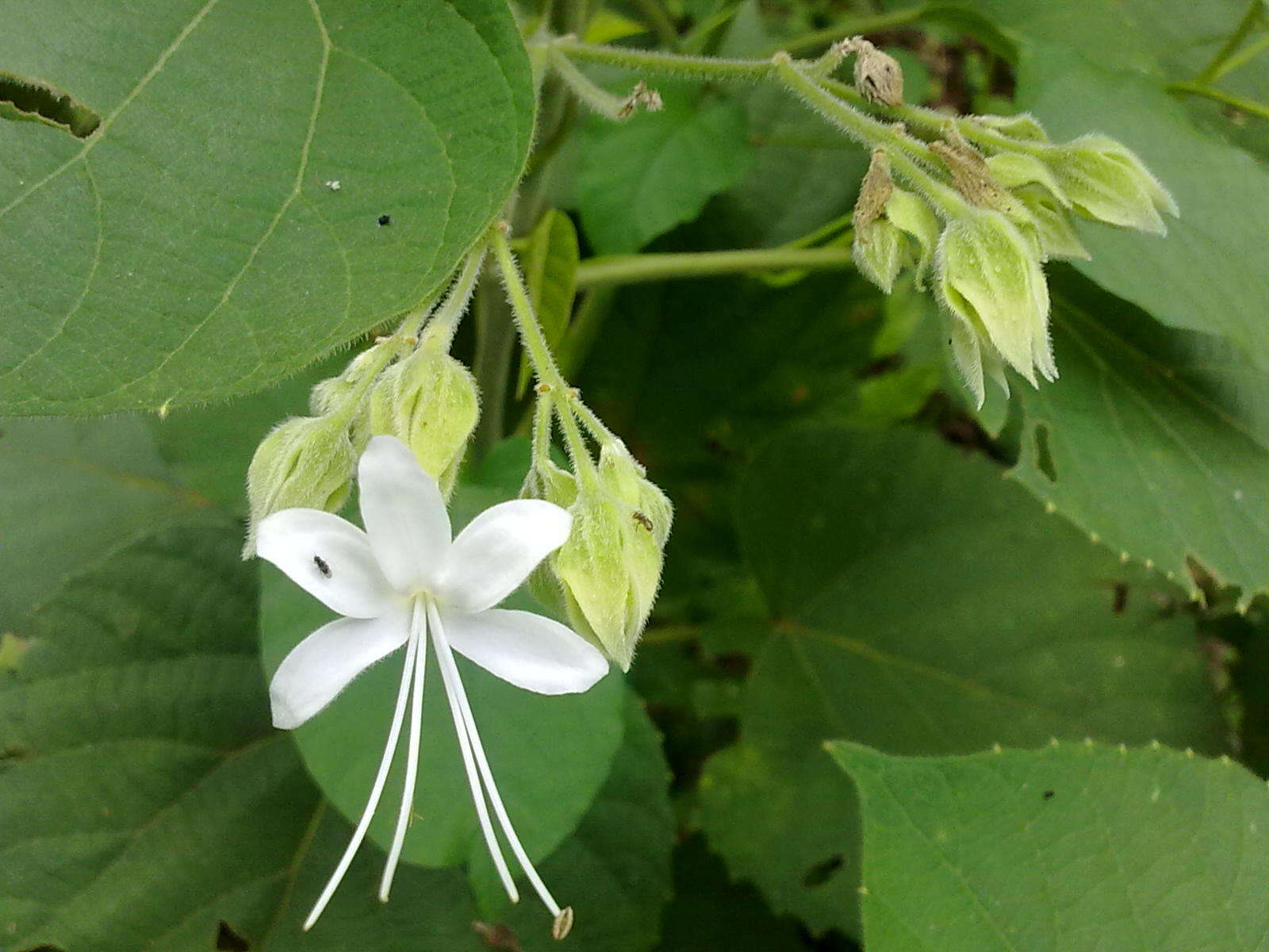 Image of Clerodendrum infortunatum L.