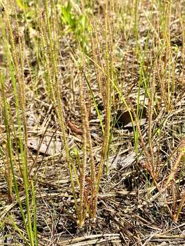 Imagem de Drosera filiformis var. filiformis