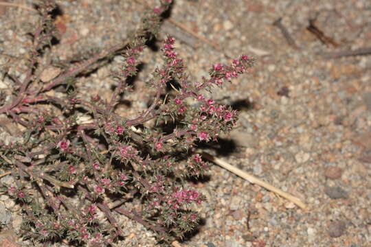 Image of barbwire Russian thistle