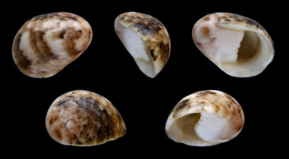 Image of polished nerite