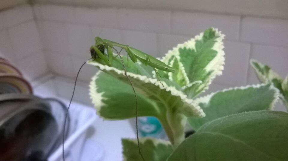 Слика од Callimantis antillarum Saussure 1859