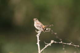 Image of White-browed Scrub Robin