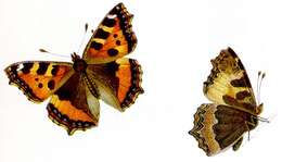 Imagem de Aglais urticae Linnaeus 1758