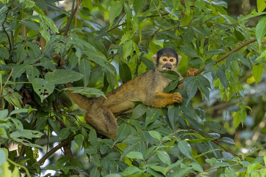 Image of Bolivian squirrel monkey