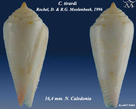 Image of Conasprella tirardi