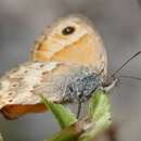 Image of Cretan Small Heath