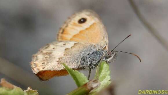 Image of Cretan Small Heath