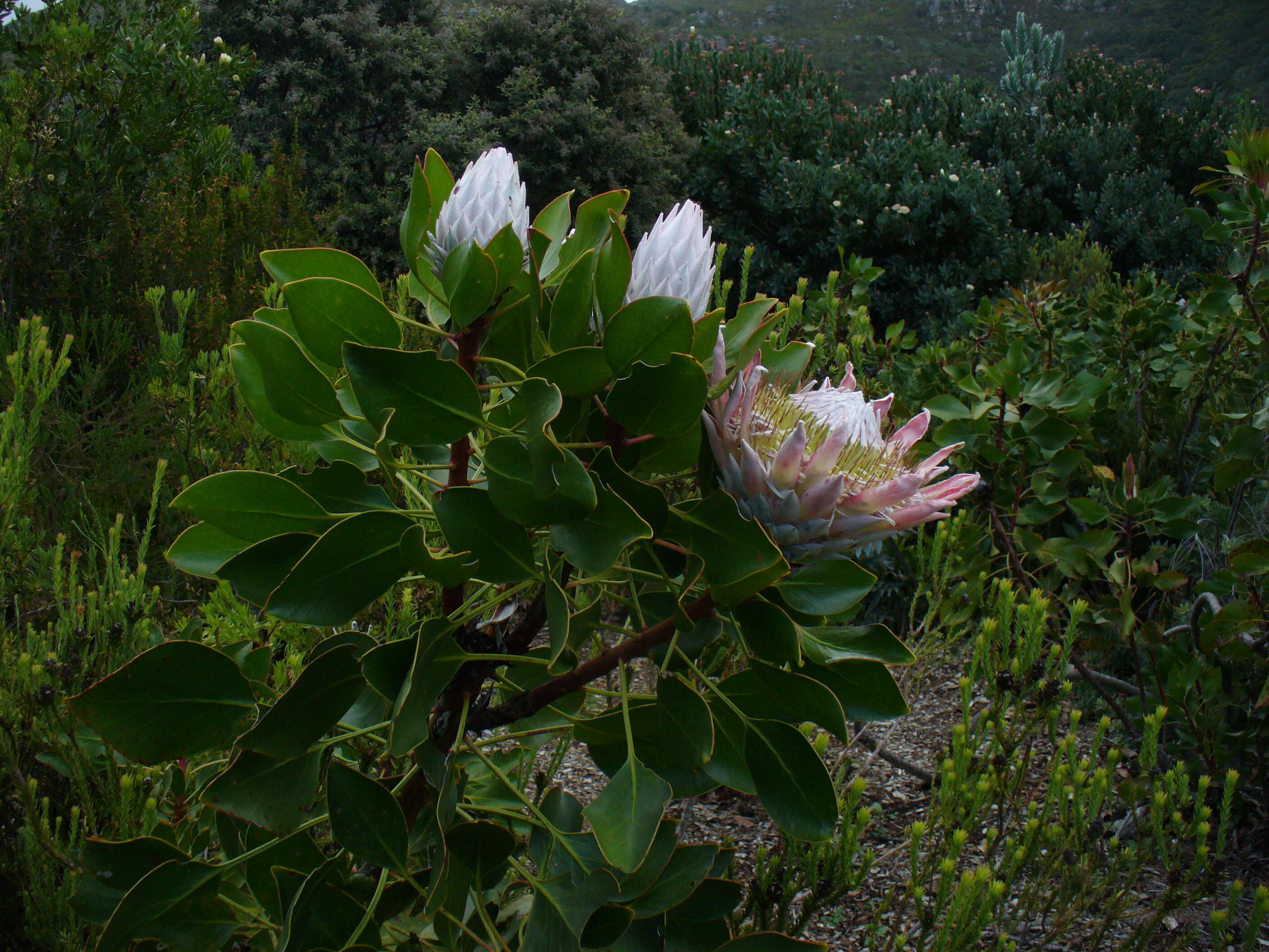 Imagem de Protea cynaroides (L.) L.