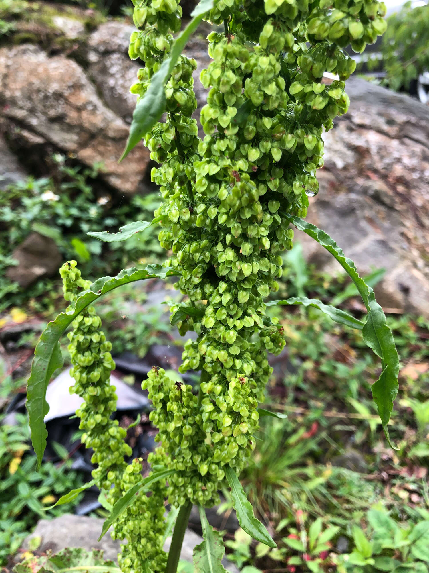 Imagem de Rumex japonicus Houtt.