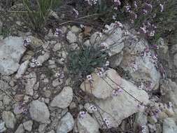 Image of rose bladderpod