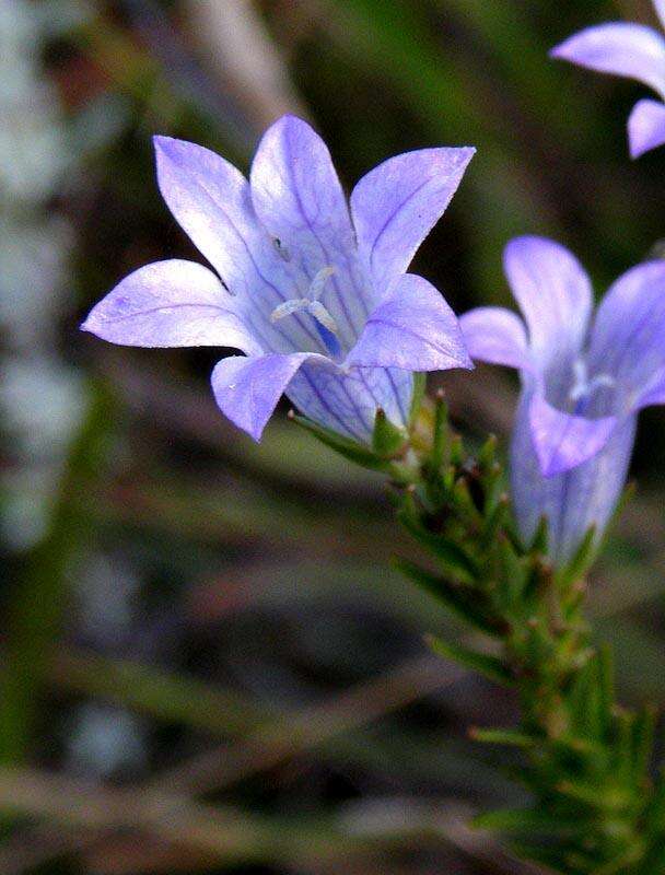 صورة Wahlenbergia epacridea Sond.