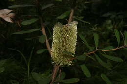 Image of Banksia oblongifolia Cav.