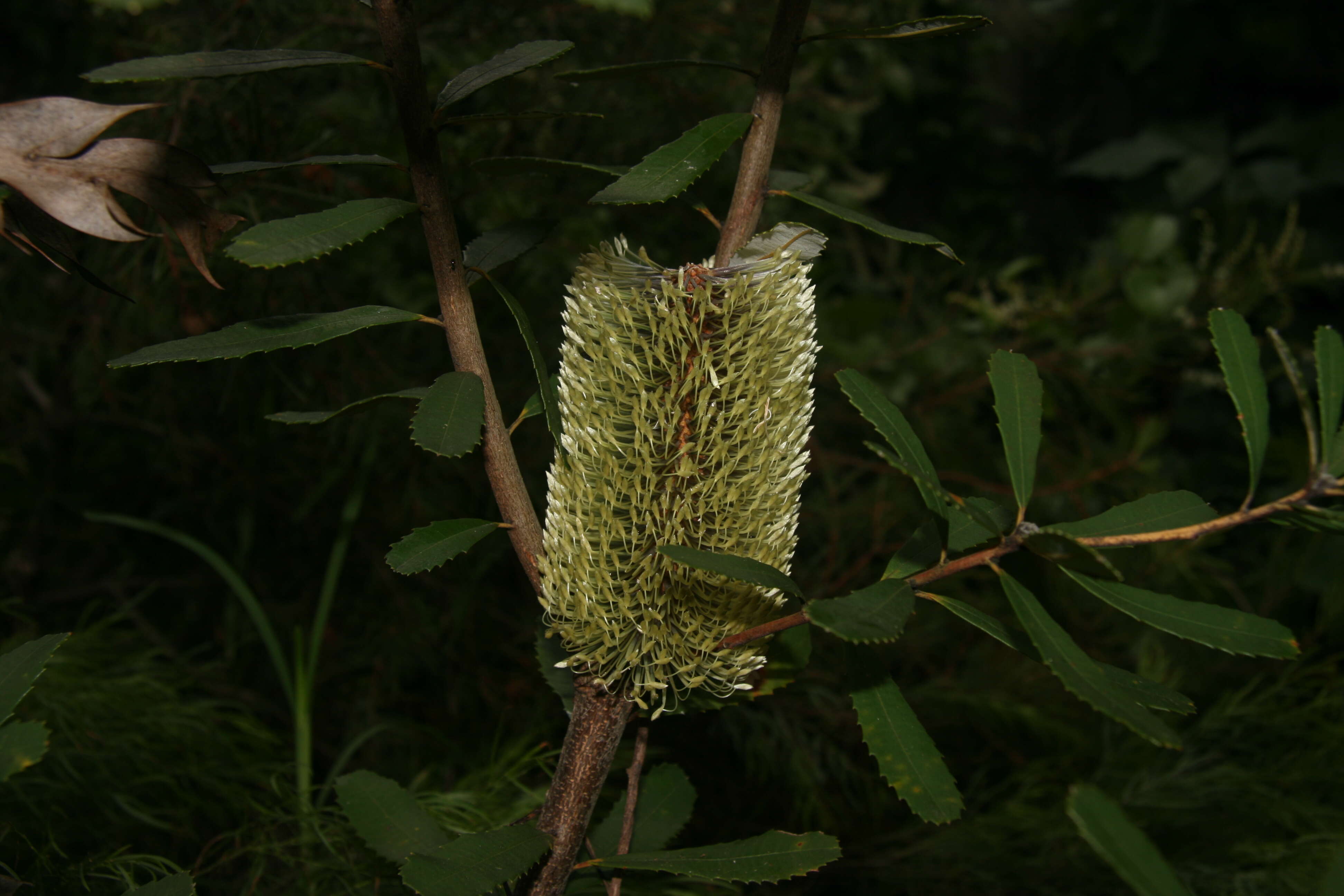 Image of Banksia oblongifolia Cav.