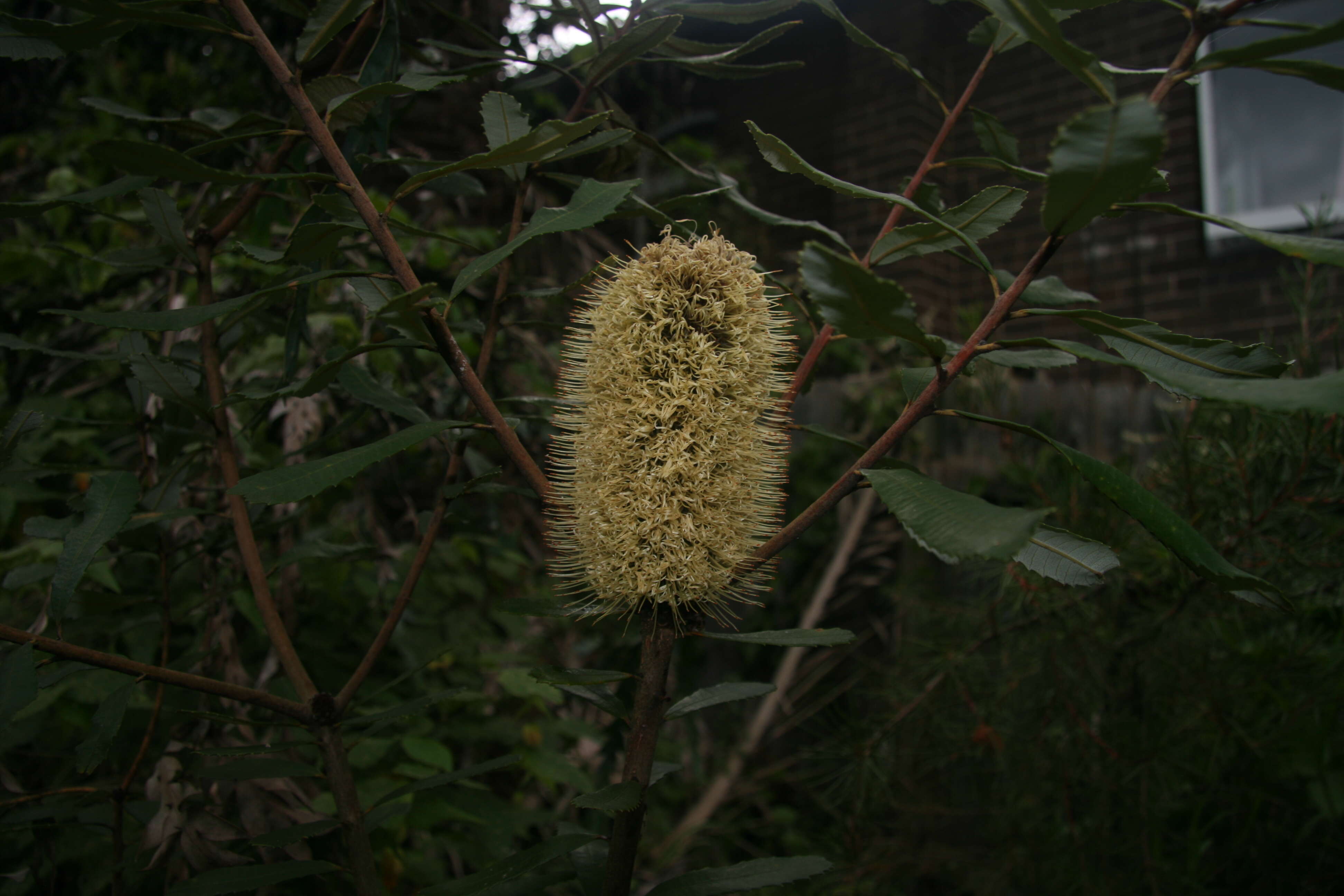 Image of Banksia oblongifolia Cav.