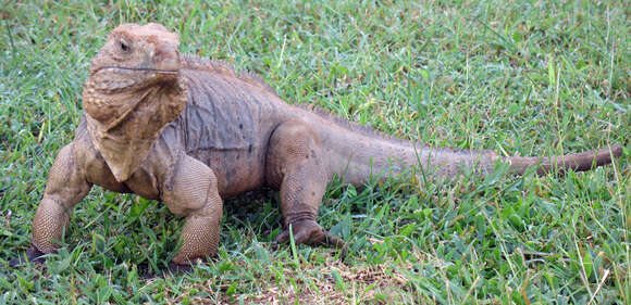 Image of Acklin's Ground Iguana