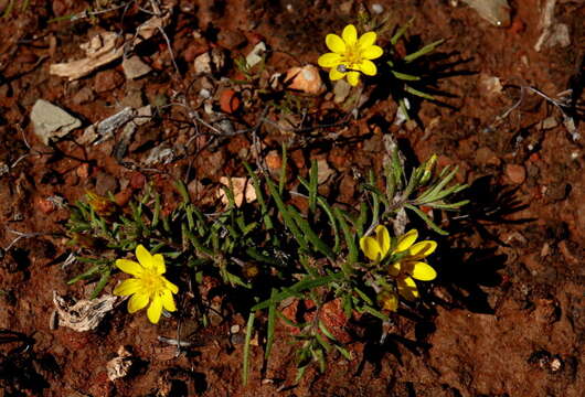 Sivun Rhynchopsidium pumilum (L. fil.) DC. kuva