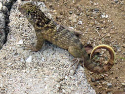 Image of Northern Curly-tailed Lizard