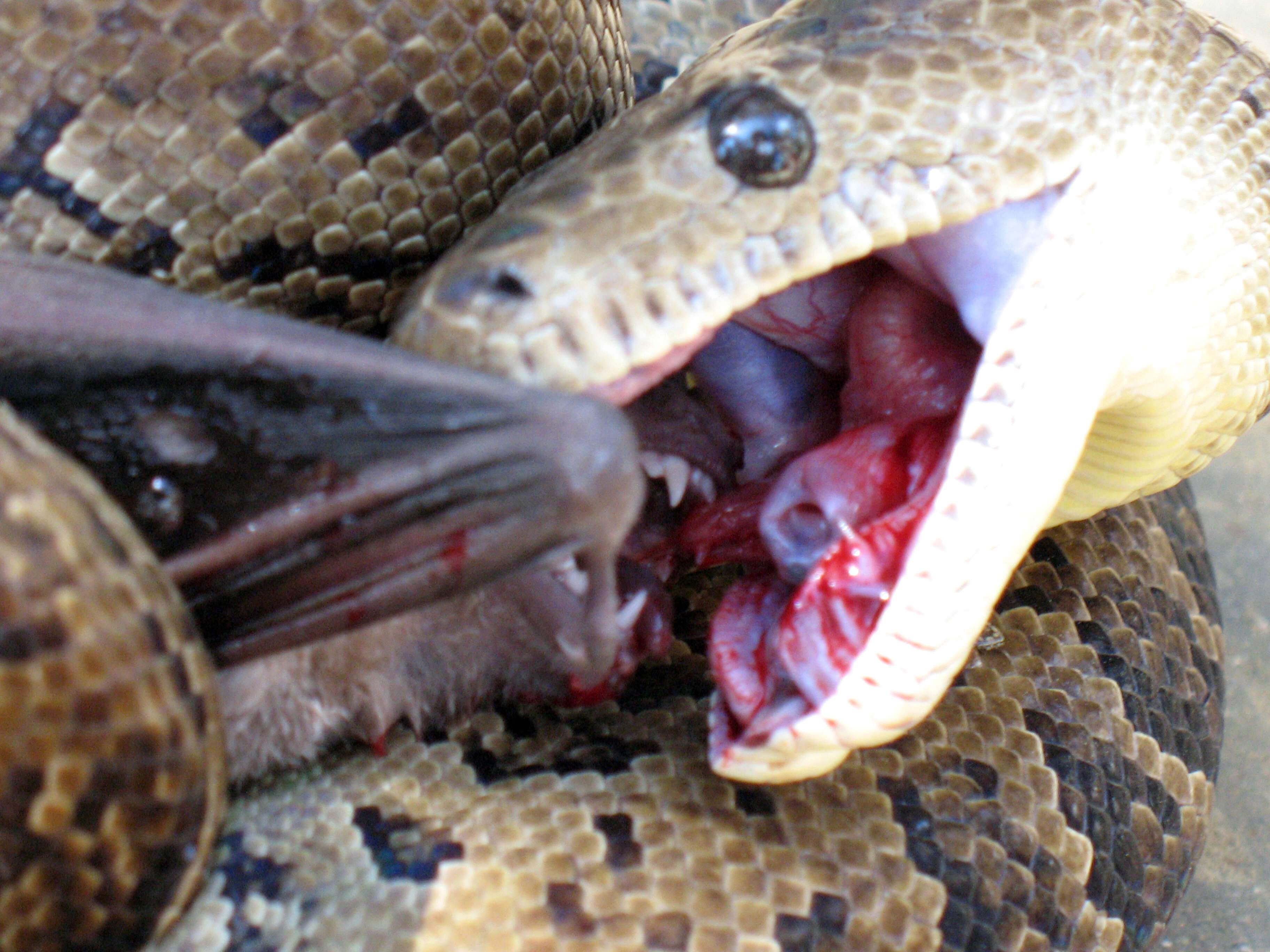 Image of Cuban Boa