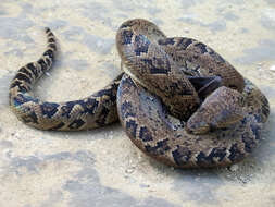 Image of Cuban Boa