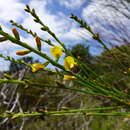 Imagem de Viminaria juncea (Schrad.) Hoffmanns.