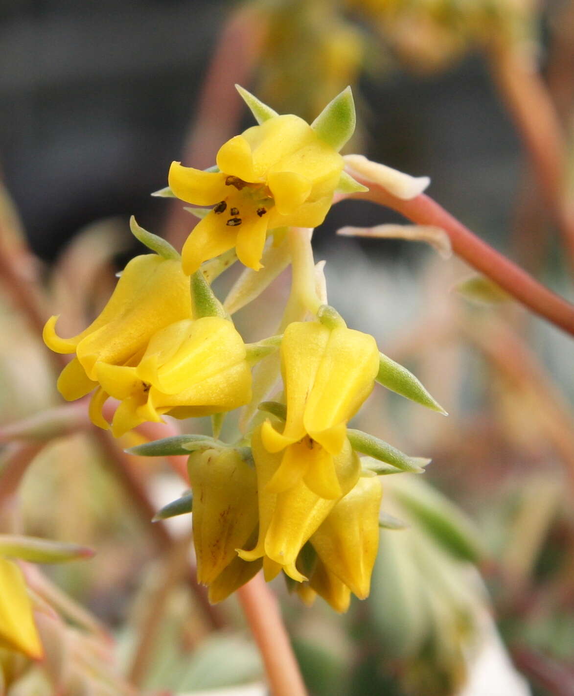 Image of Echeveria pulidonis Walther