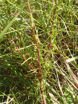 Image of Sopubia simplex (Hochst.) Hochst.