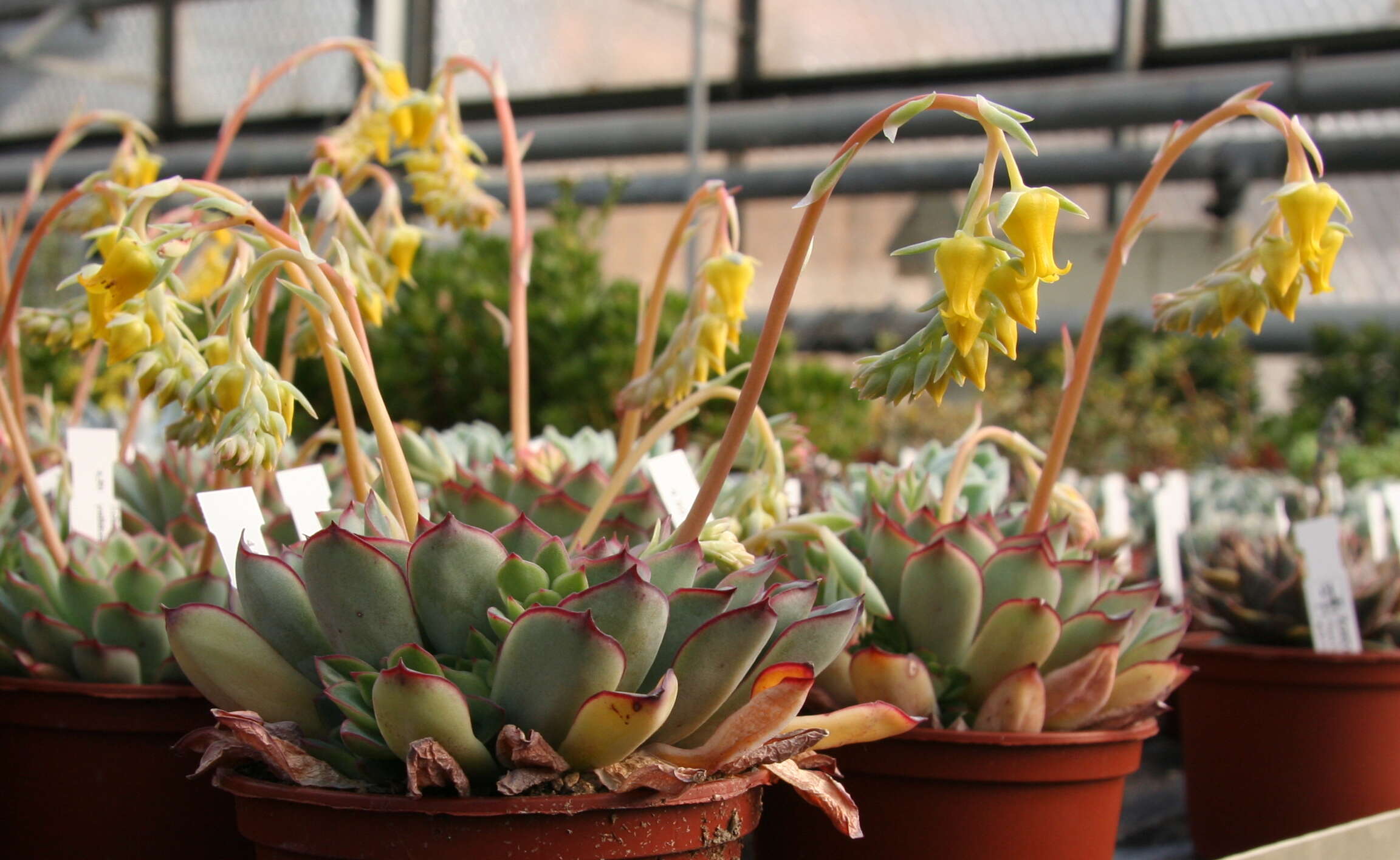 Image of Echeveria pulidonis Walther