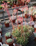 Image of Echeveria agavoides Lem.