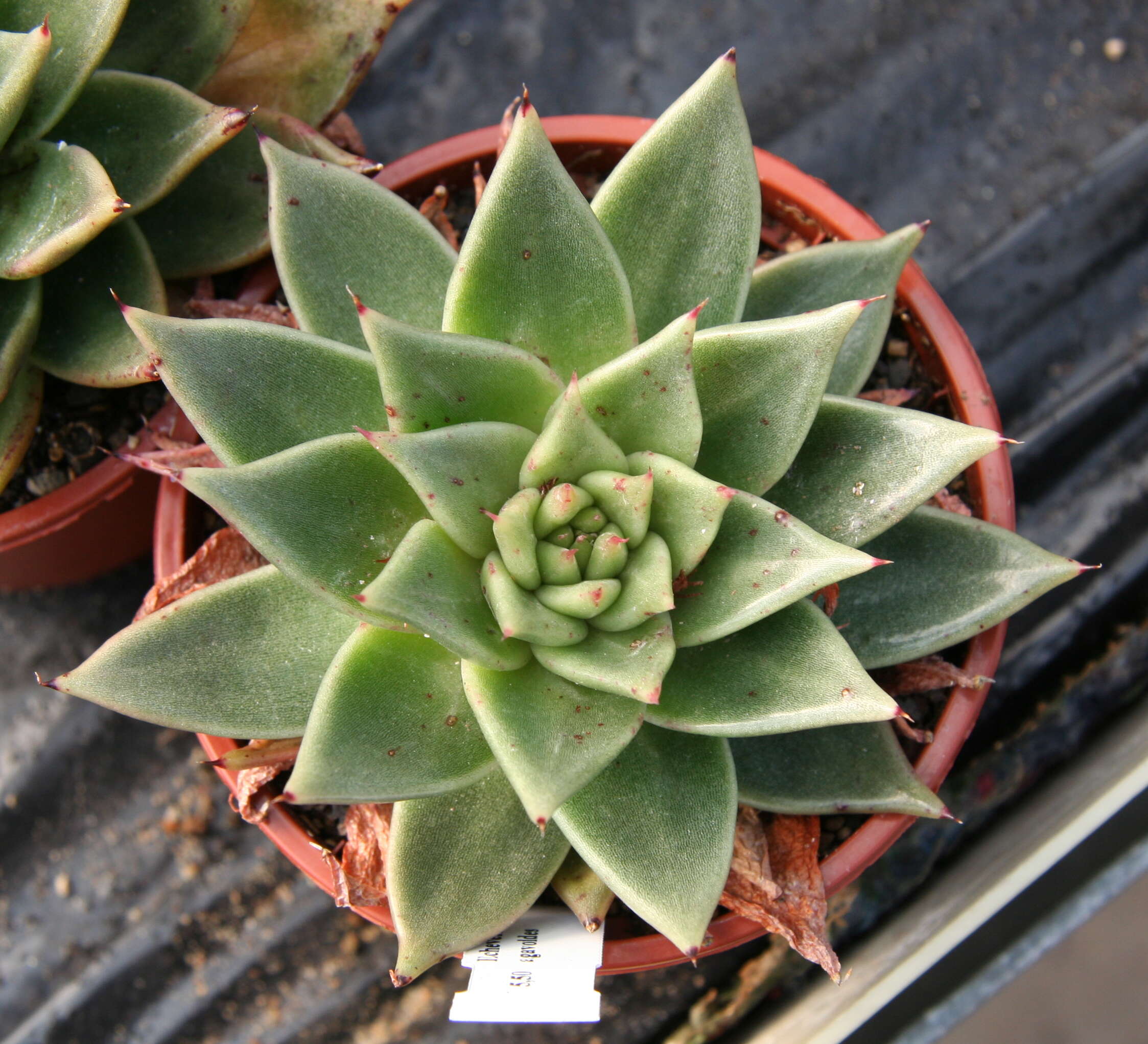 Image of Echeveria agavoides Lem.