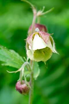 Image of Water Avens