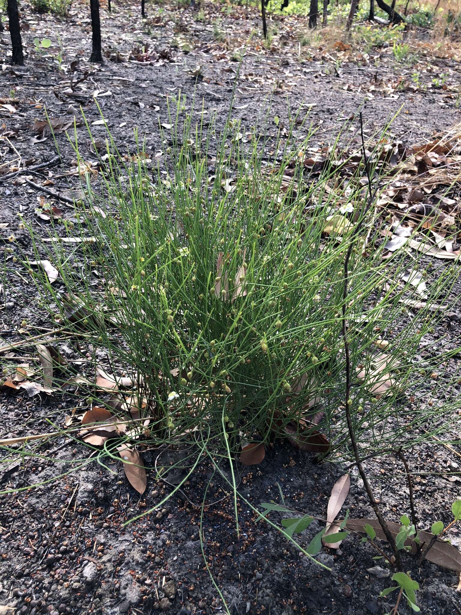 Image of Hibbertia juncea (Benth.) J. W. Horn