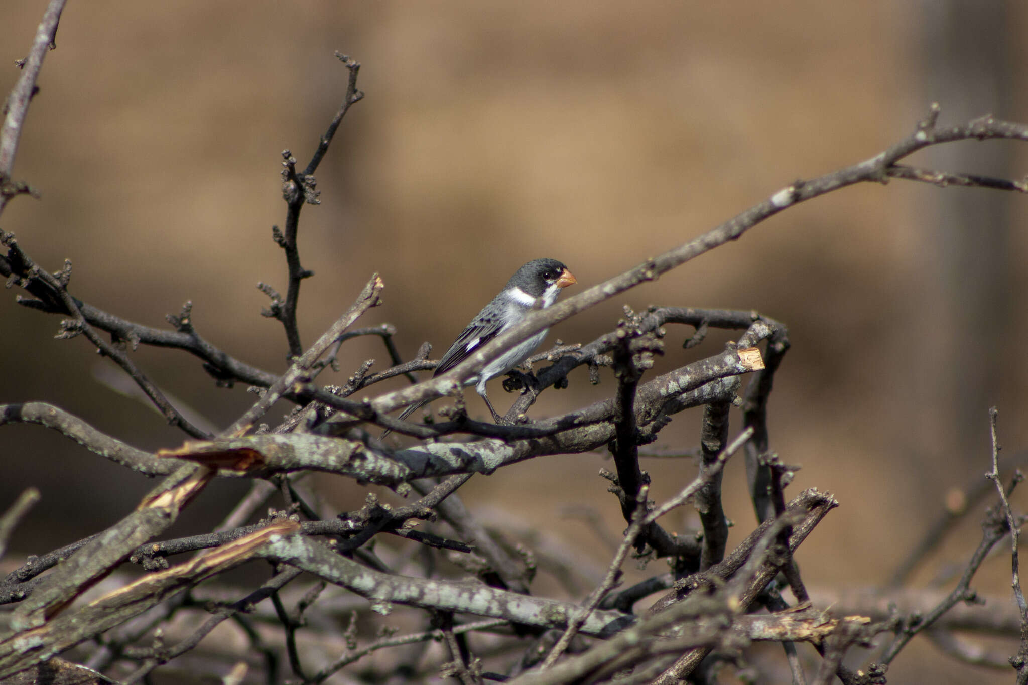 Image of White-throated Seedeater