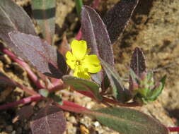 Image of San Bernardino suncup