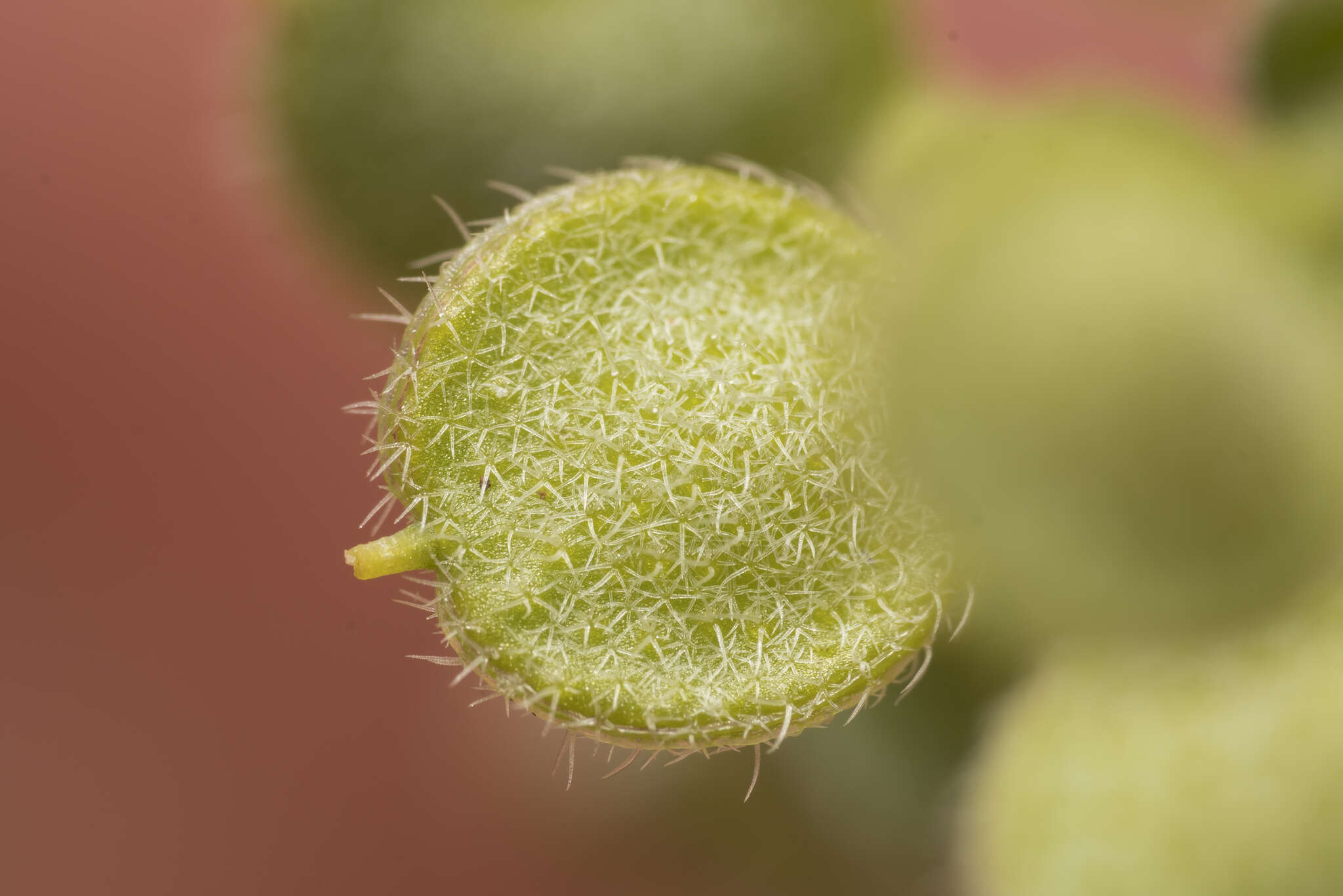 Image of alyssum