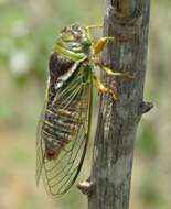 Слика од Fidicinoides vinula (Stal 1854)