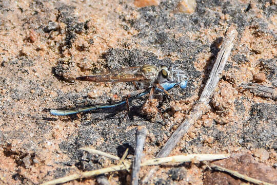 Image de Proctacanthella cacopiloga (Hine 1909)