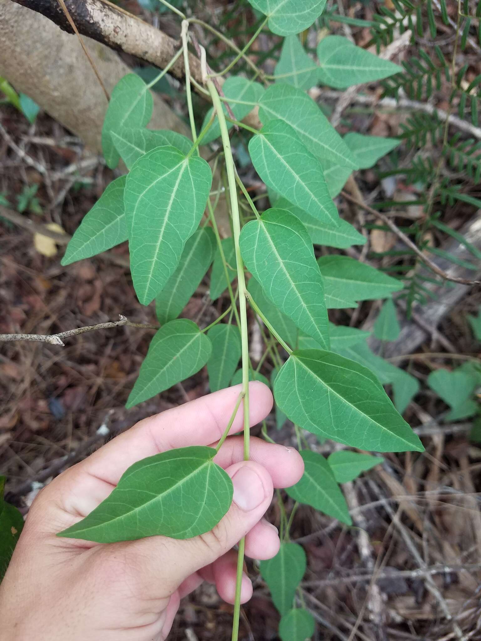 Слика од Ipomoea microdactyla Griseb.