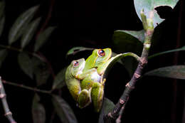 Image of Pseudophilautus stuarti (Meegaskumbura & Manamendra-Arachchi 2005)