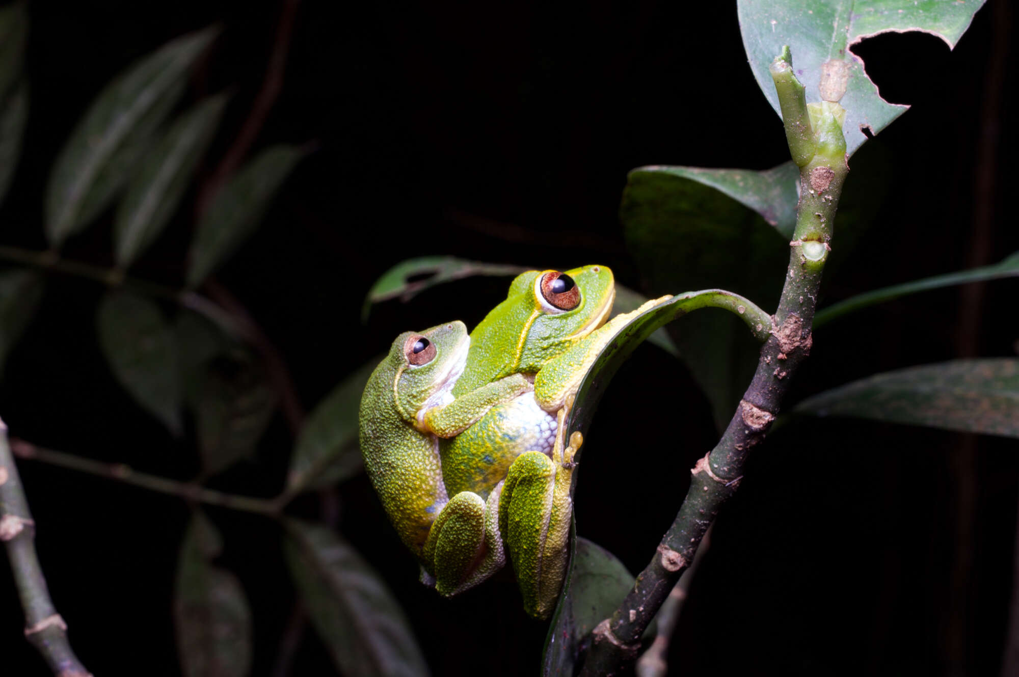 Imagem de Pseudophilautus stuarti (Meegaskumbura & Manamendra-Arachchi 2005)