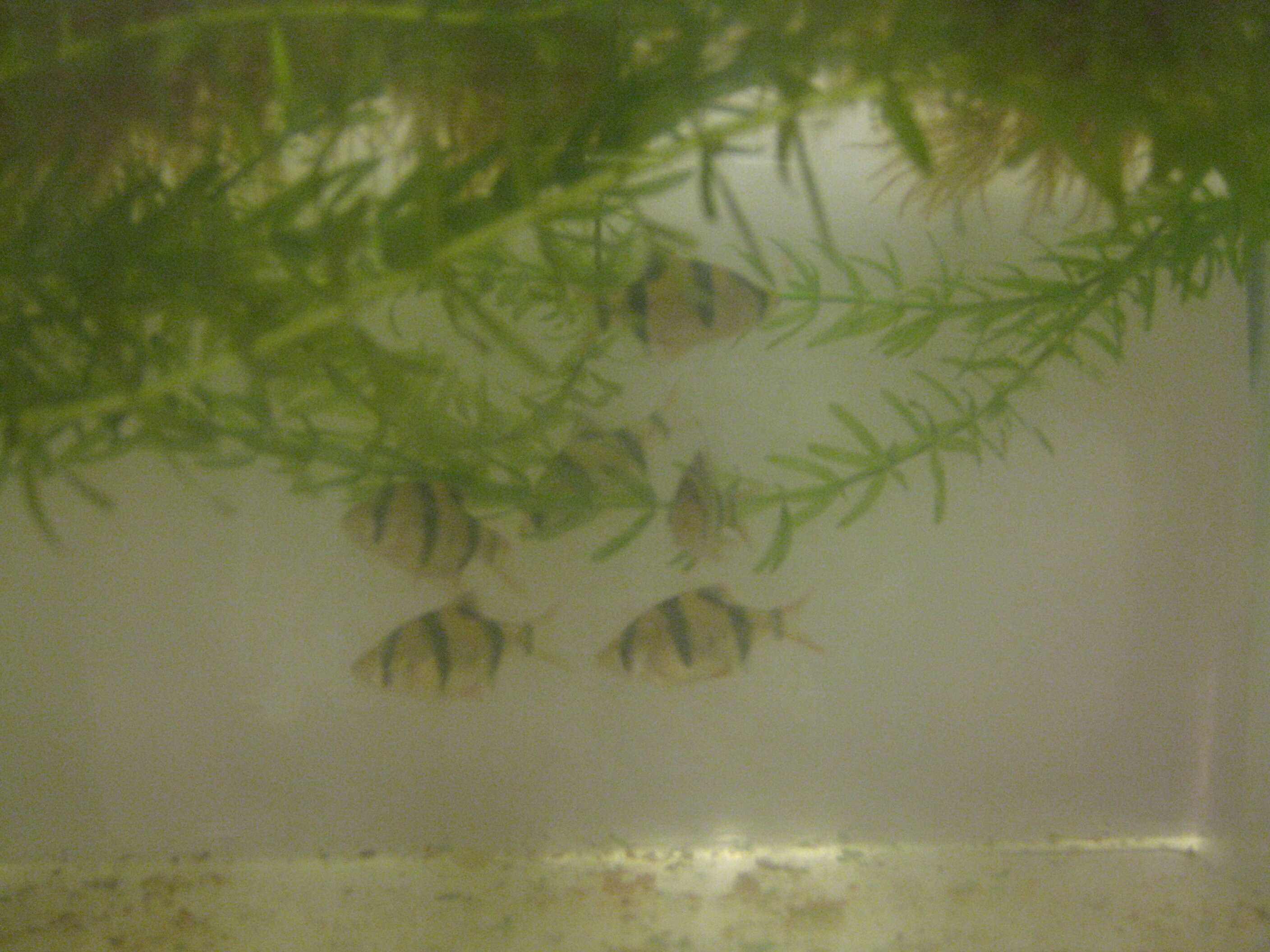 Image of tiger barb