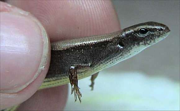 Image of Ground Skinks